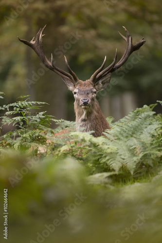 cerf brame cervidé chasse mammifère animal sauvage bois forêt © shocky