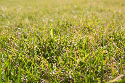 Green grass in sunlight 