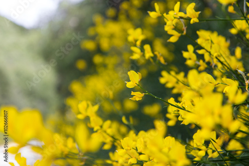 Yellow flowers in garden and fields