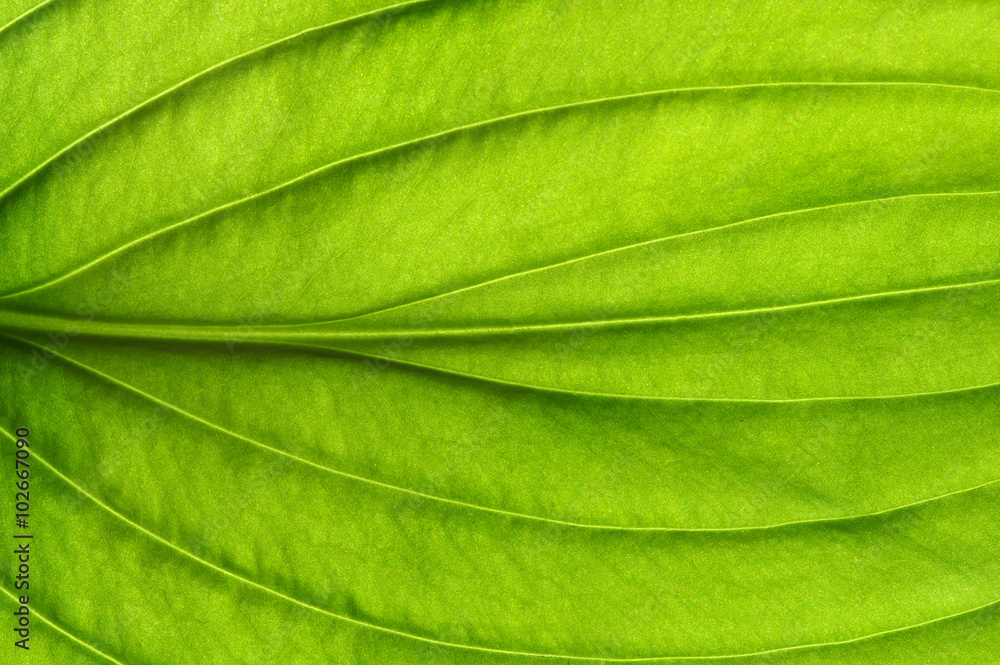green leaf texture green leaf texture