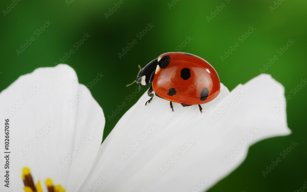 Ladybug and flower Ladybug and flower