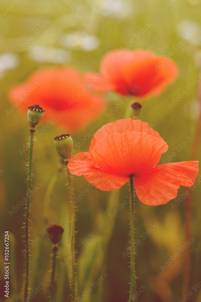 Fototapeta premium wild poppy flower on field