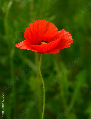 wild poppy flower on field