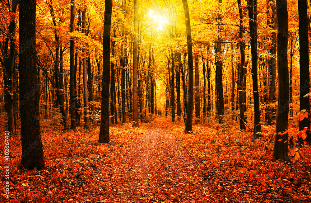 Obraz premium autumn trees