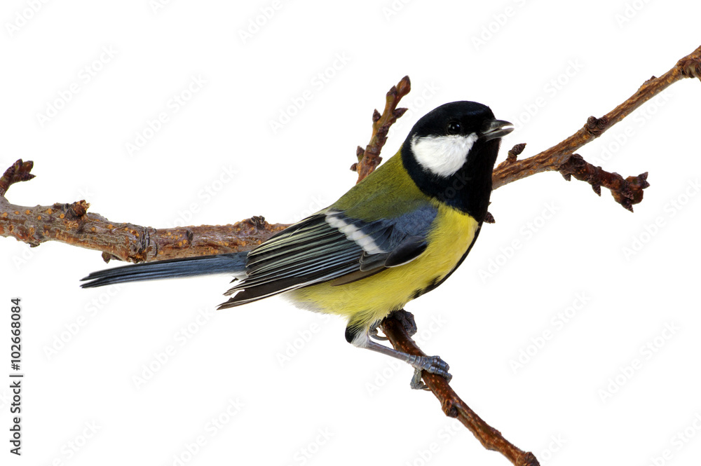 Fototapeta premium great tit