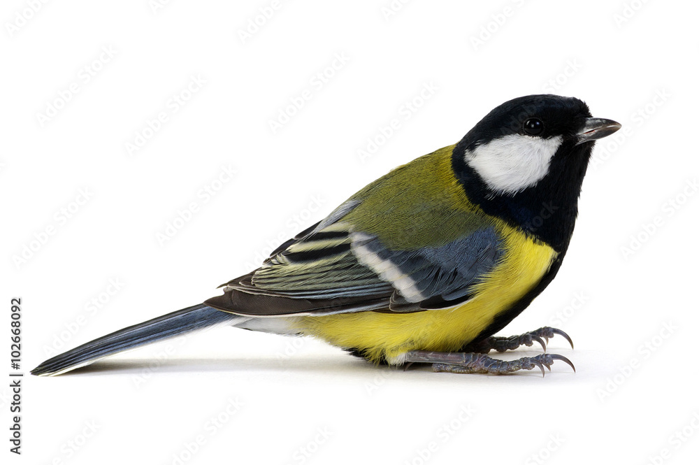 Obraz premium great tit