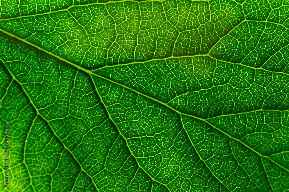 green leaf texture green leaf texture