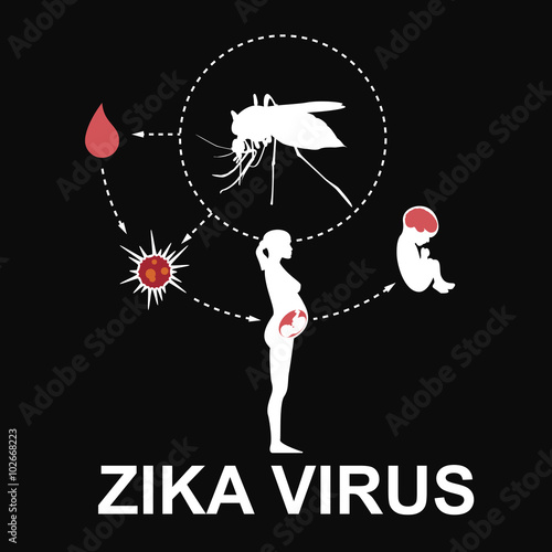 Zika virus, vector