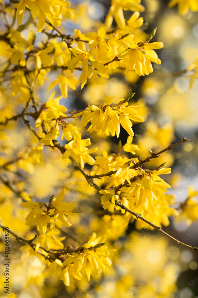 Blooming Forsythia, Spring background with yellow flowers tree branches