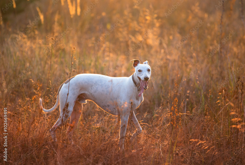 whire whippet dog