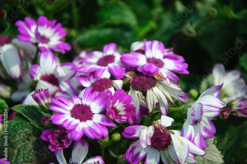 The beautiful blooming cineraria flower in garden