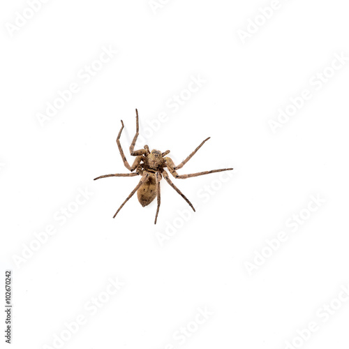 Brown recluse spider isolated on white