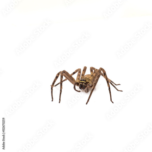 Brown recluse spider isolated on white photo