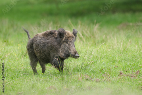 Frightened wild boar running from people entering the forest