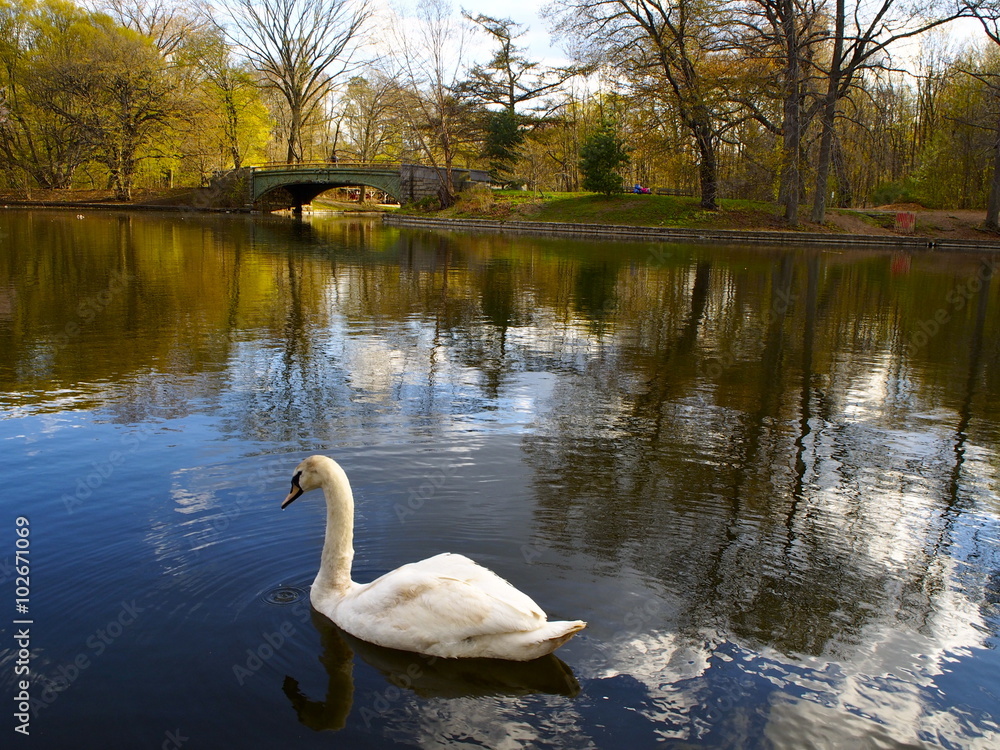 Fototapeta premium Prospect park