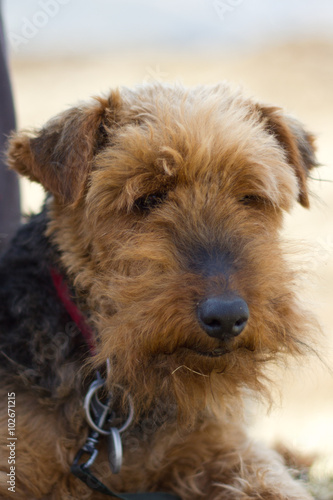 Fotografie Lakeland terrier