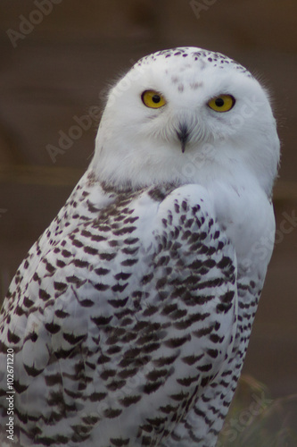 Snowy Owl © harlequinarcher