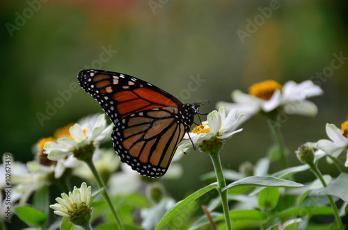 Butterfly 5 © glasscanvas