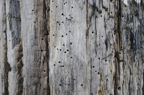 Photography houten paal met houtworm