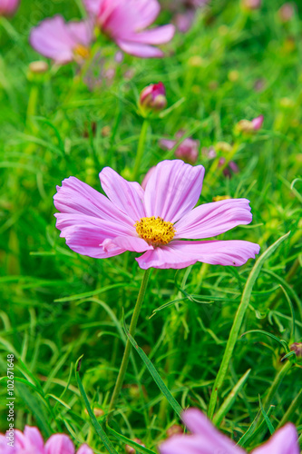 Beautiful Cosmos flower field