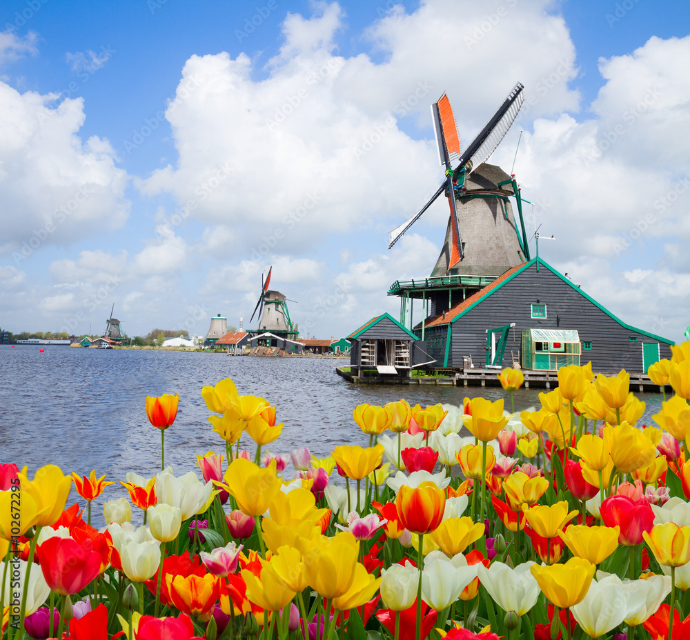 dutch windmill over  tulips field