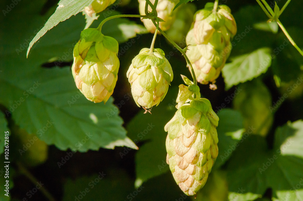 growing hops growing hops
