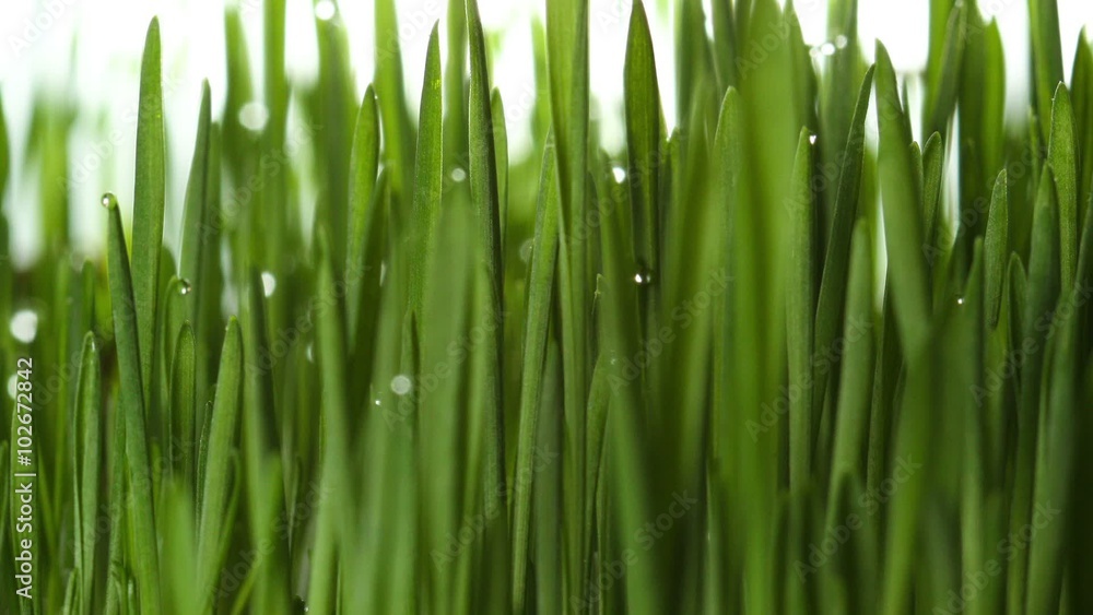 Growing green grass plant zooming time lapse isolated Growing green grass plant zooming time lapse isolated