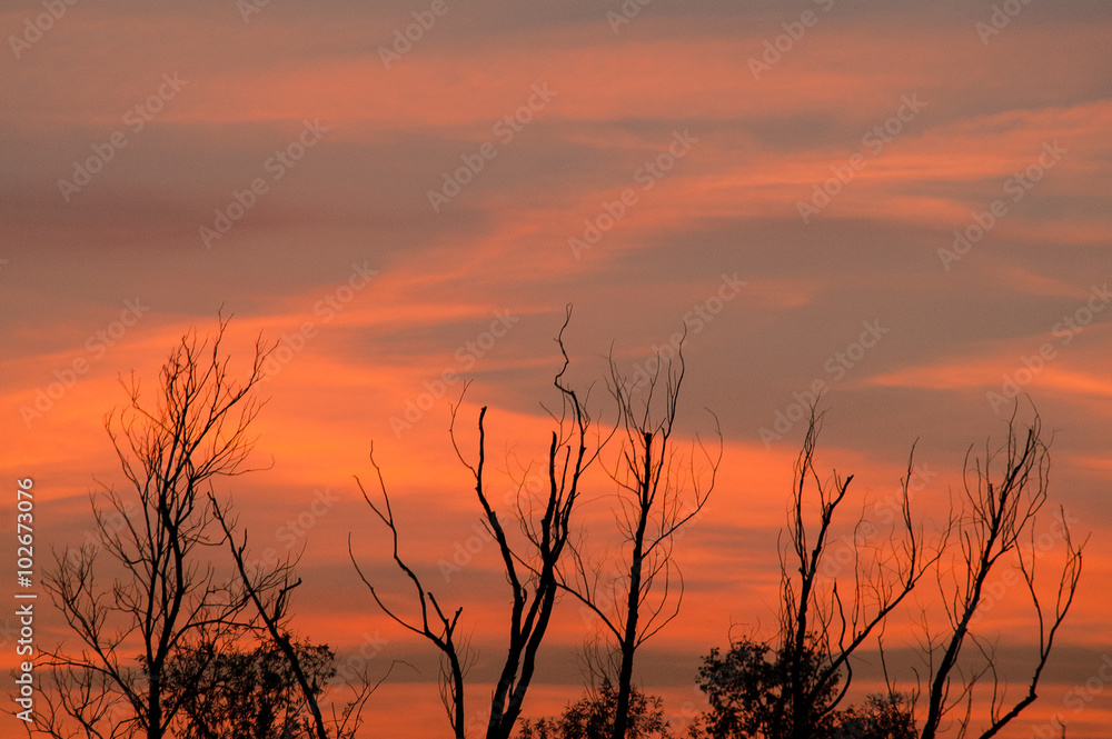 Obraz premium Black forest at a red beautiful sunset with clouds