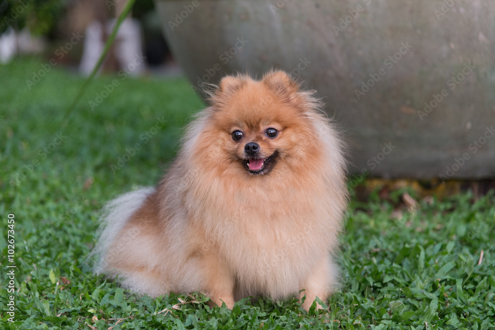 A dog in the garden enjoy its time in an open space. Relax, free and happy A dog in the garden enjoy its time in an open space. Relax, free and happy