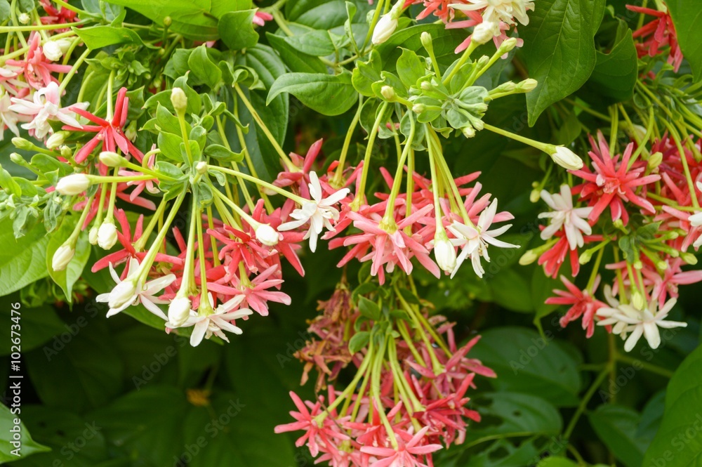 pink rangoon creeper flower in garden pink rangoon creeper flower in garden