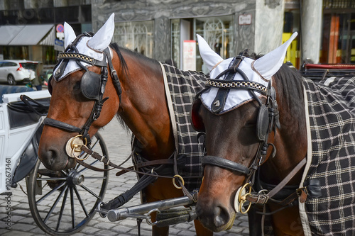 Horses and carriage in Vienna