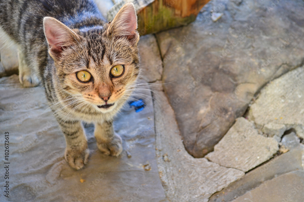 A cat kitten standing on a stone background A cat kitten standing on a stone background