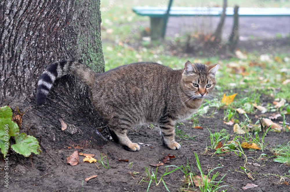 Obraz premium cat butting tree
