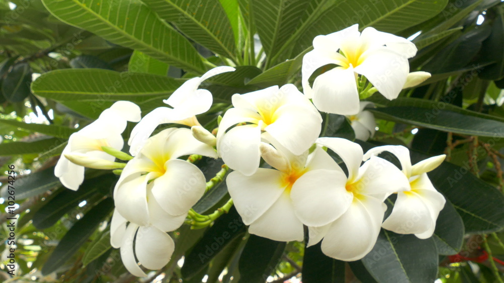 A bouquet of plumeria ( frangipani ) flowers on trees that specific flowers:Ultra HD 4K High quality footage size 3840x2160 A bouquet of plumeria ( frangipani ) flowers on trees that specific flowers:Ultra HD 4K High quality footage size 3840x2160