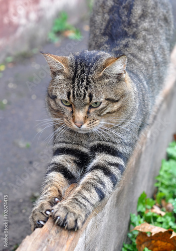 Wallpaper Mural cat sharpening its claws Torontodigital.ca
