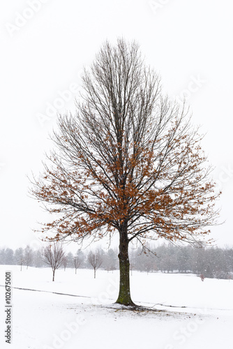 Oak Tree on Snowy Day