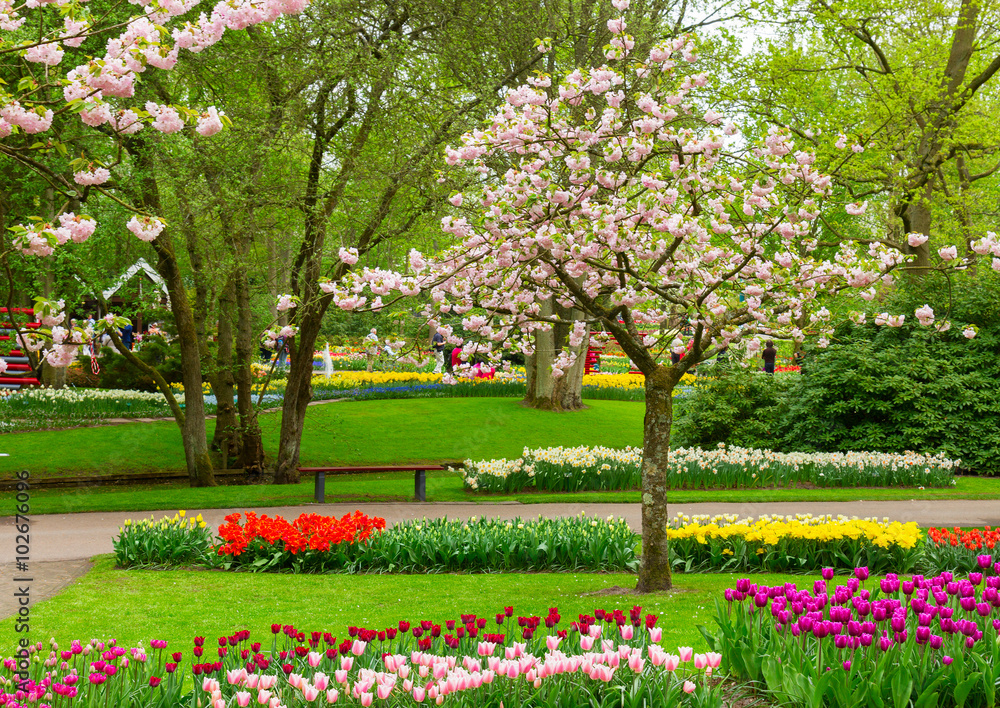 spring flowers in holland park