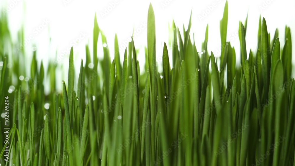 Growing green grass plant zooming time lapse 4k Growing green grass plant zooming time lapse 4k
