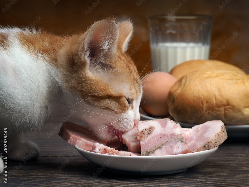 Cat eating store sausage