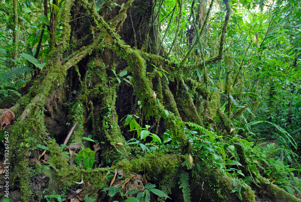Ficus Tree roots in rainforest the jungle, Costa Rica, a source for many medicinal plants used in medicine and drug development Ficus Tree roots in rainforest the jungle, Costa Rica, a source for many medicinal plants used in medicine and drug development
