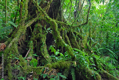 Ficus Tree roots in rainforest the jungle  Costa Rica  a source for many medicinal plants used in medicine and drug development