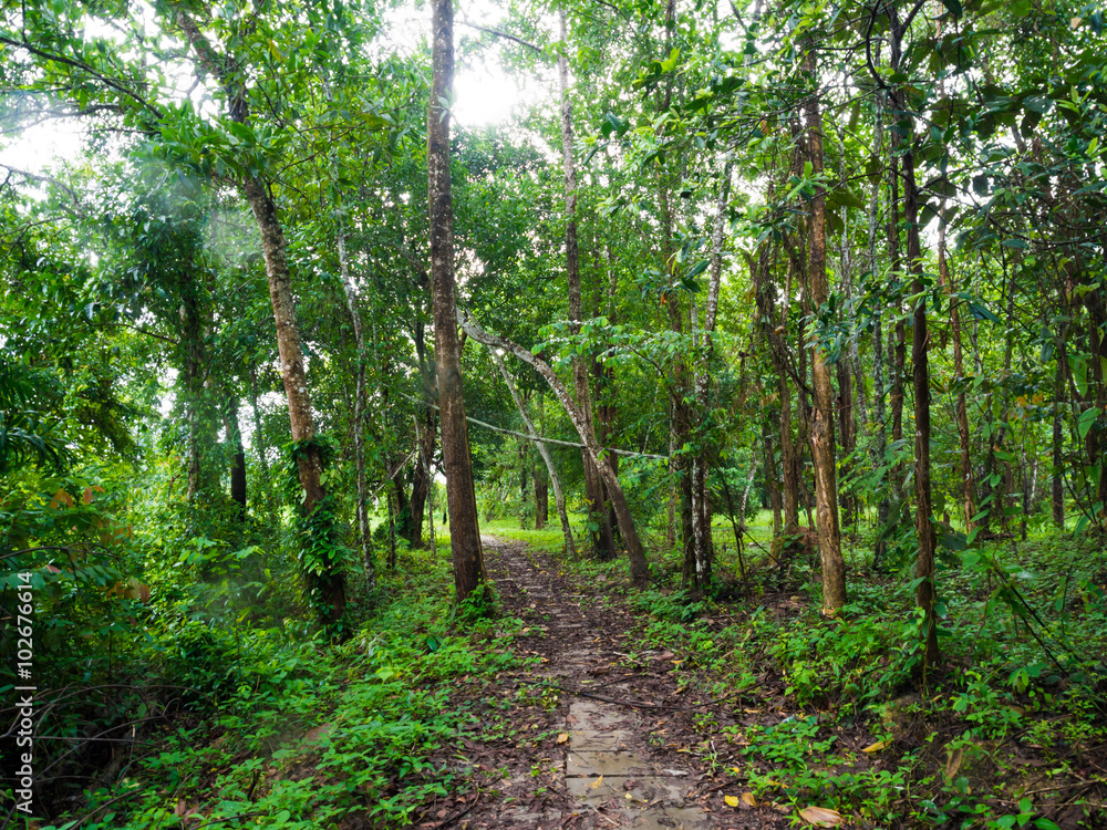 Pathway in green forest