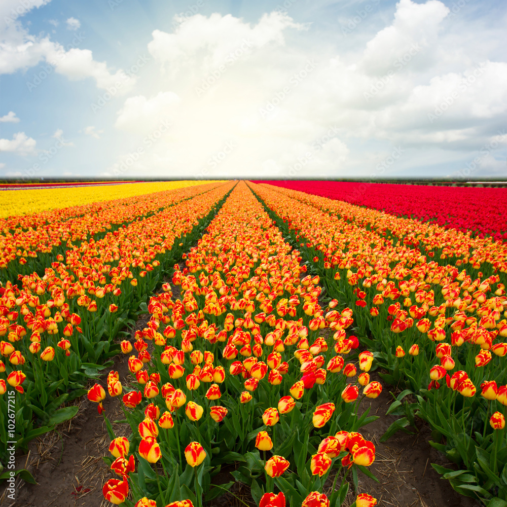 Dutch red  tulip fields 