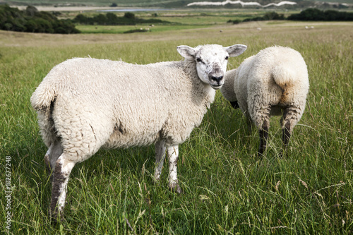 Idyllic rural view of pretty farmland and healthy livestock, in England