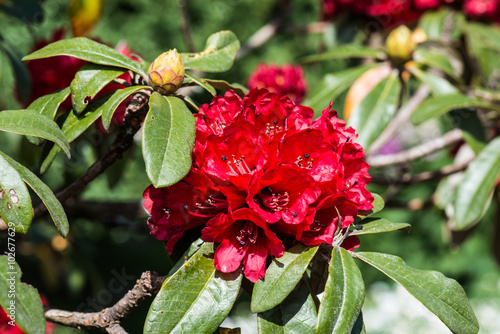 Rhododendron arboreum flower at Doi Inthanon national park photo