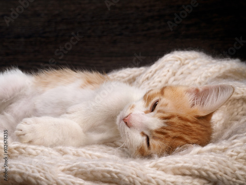 Kitten sleeping sweetly. Cute, little kitten is resting. Portrait of a big cat. Kitten sleeping on a knitted white plaid 
