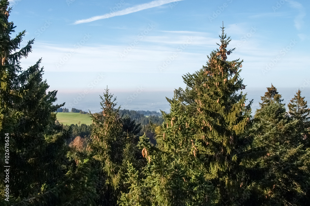 Bavarian forest with views

