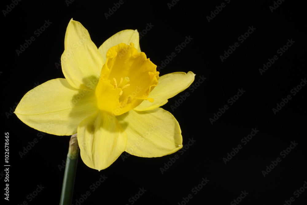 Fototapeta premium Flowers - Daffodil, Jonquil