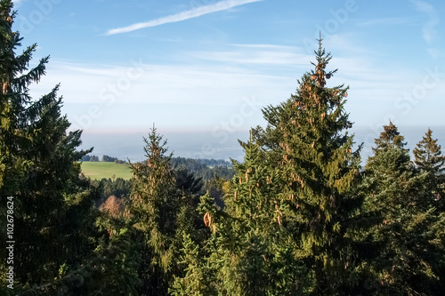 Bavarian forest with views    