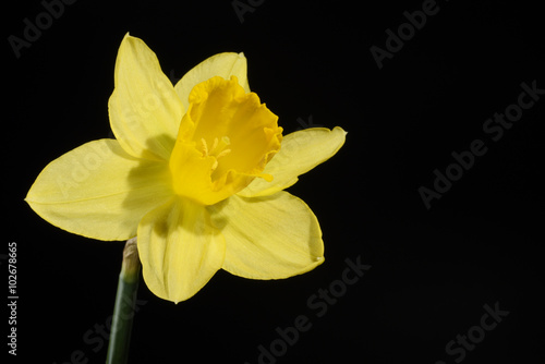 Flowers - Daffodil  Jonquil